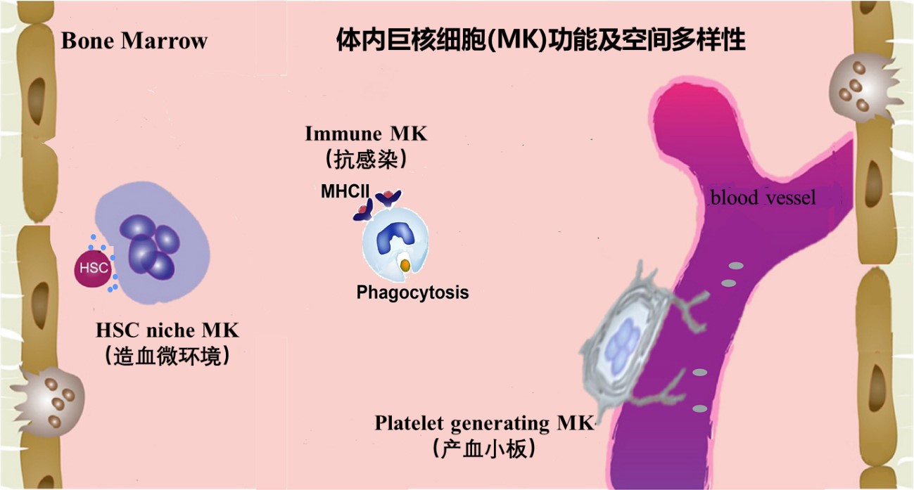 BG视讯·大游(集团)官方网站