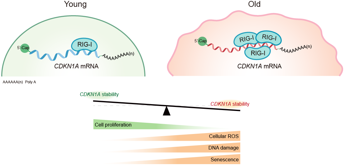 BG视讯·大游(集团)官方网站