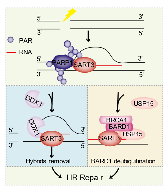 BG视讯·大游(集团)官方网站